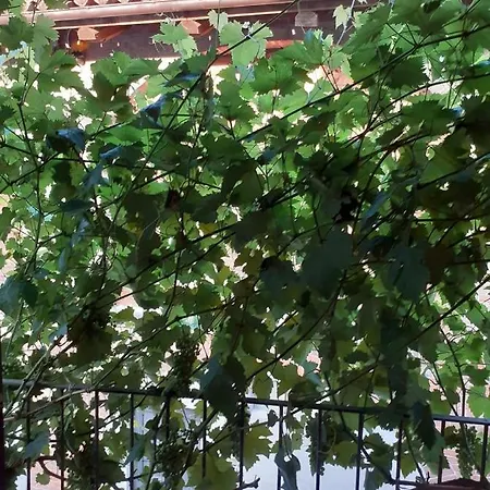 Bed & Breakfast Rumanot Dogliani